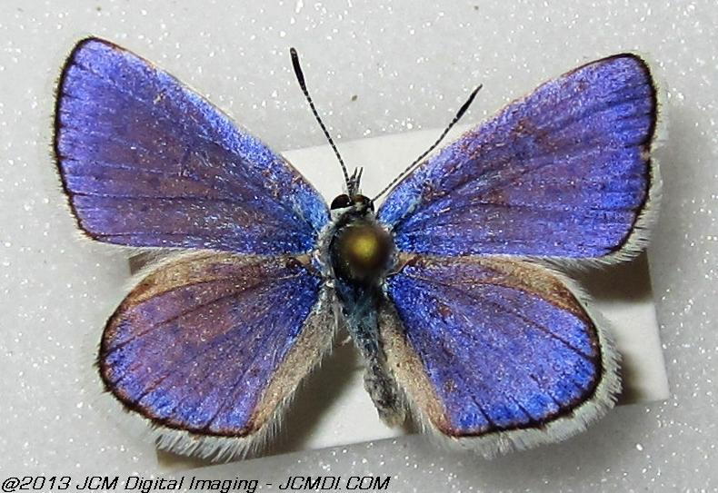 Plebejus melissa (The Melissa Blue, Kern Co, Lake Isabella area)
